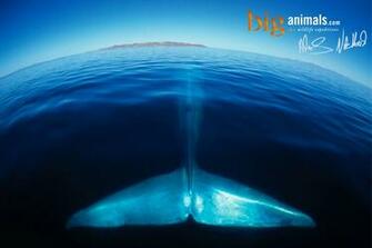 Humpback Whale Tail Wallpaper HD Car Pictures