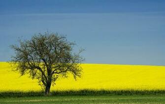 Yellow Colza Field Windows Wallpaper X