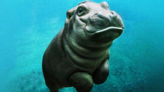 Hippopotamus HD Wallpaper