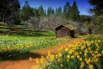 Flowers Grass Old Cabin Park Spring Trees White Yellow