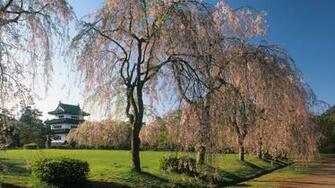 Background Wallpaper Japan Hirosaki Background Castle Laptop Desktop