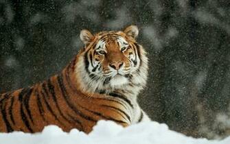 White Siberian Tiger Wallpaper