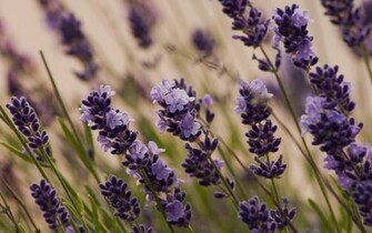 Lavender Flowers Desktop Wallpaper High Definition