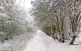 Nature Winter Wallpaper Forest Roads Track