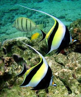 Moorish Idol Wallpaper E