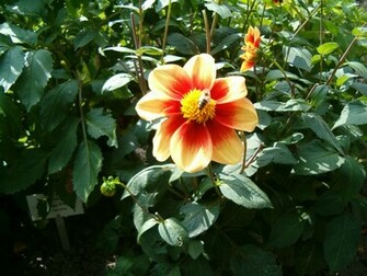 Fabulous Dahlia Wallpaper Pin It
