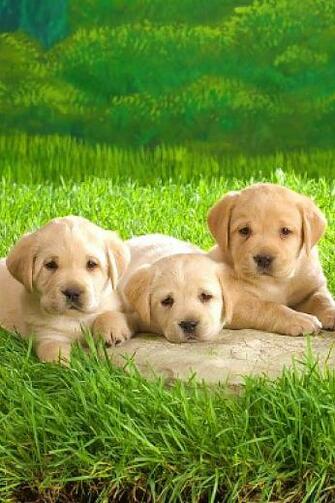 App Shopper Labrador Retriever Wallpaper HD Lifestyle