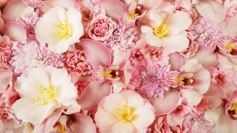 Flowers Wallpaper Pink Orchids Pixel Exotic