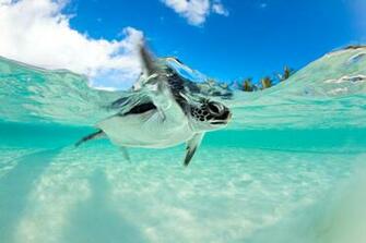 Endangered Baby Green Sea Turtle Underwater