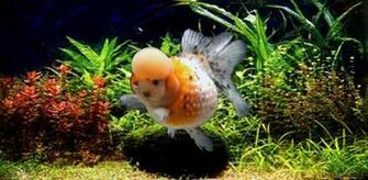 Goldfish Wallpaper Is An Interactive And Smoothly Desktop Background