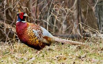 Red Necked Spurfowl Computer Wallpaper Desktop