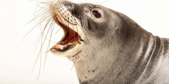 Monk Seal Whiskers Portrait Wallpaper