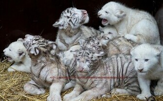 Beautiful Wallpaper White Bengal Tiger Pictures