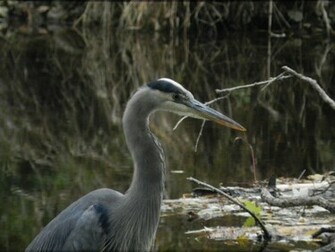 Blue Heron Profil Wallpaper
