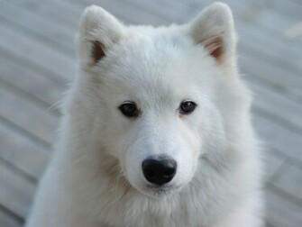 Samoyed Best Wallpaper Animal Planet HD