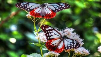 Wallpaper Two Colorful Butterflies On Flowers