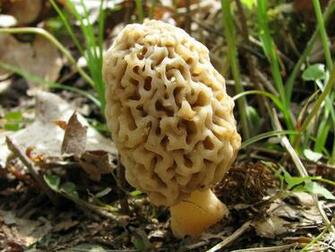 Gallery Yellow Morel Mushrooms