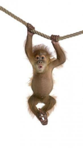 Gratis Monkey Live Wallpaper