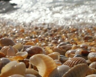 Wallpaper Seashells HD