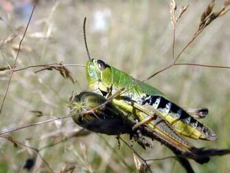 Grasshopper Wallpaper And Background X