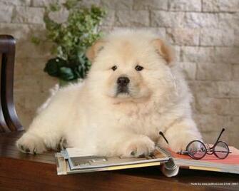 Chow Wallpaper Dogs