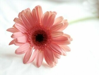 Pink Gerbera Daisy Wallpaper