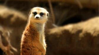 Meerkat Wallpaper Id Wallapper Abyss