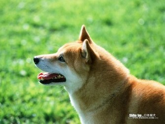 Shiba Inu Puppy Photos Dog Wallpaper No Desktop