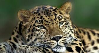 Image Hosting Big Cats Wallpaper Chai3721post Jpg
