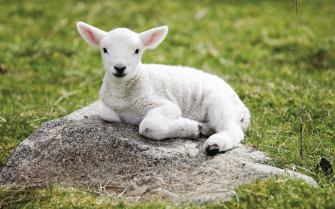 Farm Animals Wallpaper