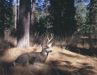 Mule Deer Wall Art Contemporary Wallpaper By Murals Your Way