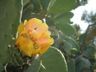 Yellow Cactus Flower Wallpaper