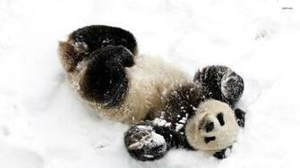 Panda In The Snow Wallpaper Animal