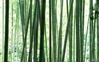 Bamboo Wallpaper Plants