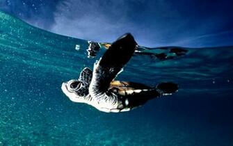 Computer Background And Screensavers Ocean Baby Turtles Jpg