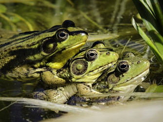 Animal Frog Wallpaper