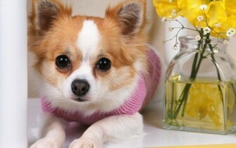 Chihuahuas Image Cute Chihuahua HD Wallpaper And Background Photos