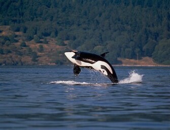 Background And Wallpaper Sharks Killer Whales Set