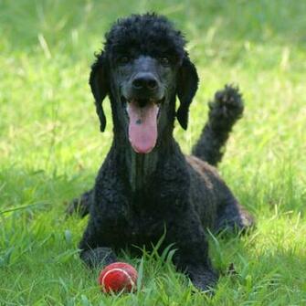 Standard Parti Poodle Breeder In Ontario Of S Brindles Phantoms