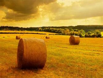 Harvest Wallpaper Background