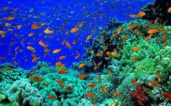 Underwater Photography Wallpaper WallpaperHDc