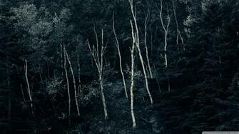 Forest Night 4k HD Desktop Wallpaper For Ultra Tv