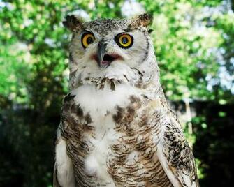 Animal Great Horned Owl Hoot Hooter Wallpaper