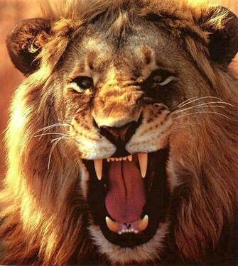 Female Lions Roaring Wallpaper