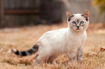 Nice HD Cat Wallpaper