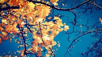 Autumn Leaves Wallpaper
