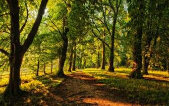 Sunny Nature Desktop Wallpaper HD Background