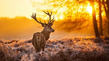 Wallpaperhome On Deer Animals Wallpaper 5k 8k