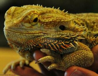 Bearded Dragon By Nescio17