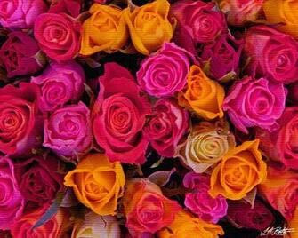 Full Screen Roses Wallpaper By L A Betts Leone